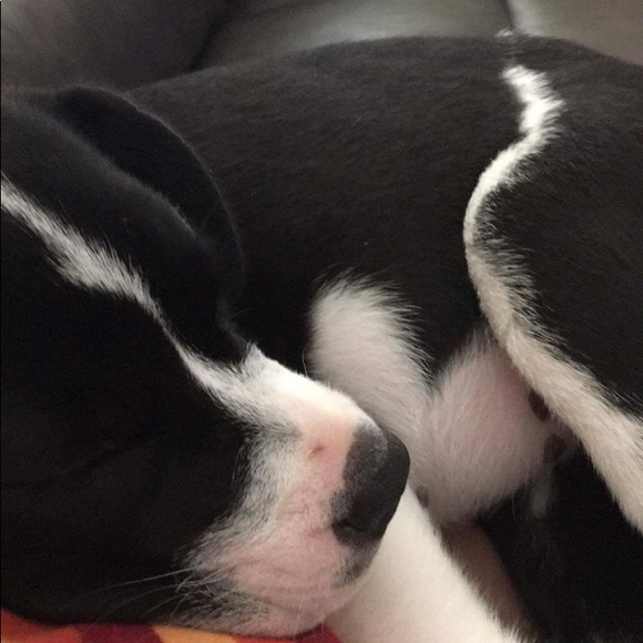 Meet your Posher, Maya - Picture 1 of 1